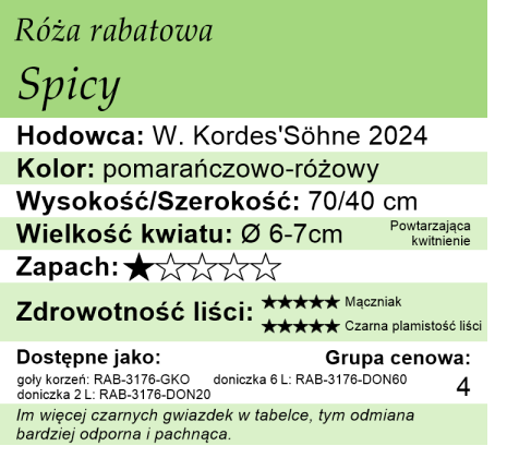 Cechy róży rabatowej Spicy