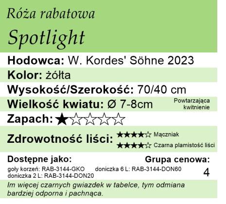 cechy róży Spotlight