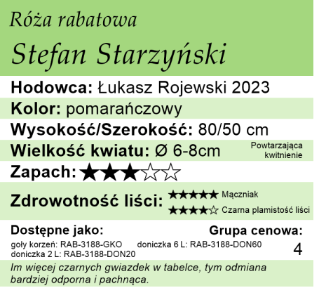 cechy róży rabatowej Starzyński