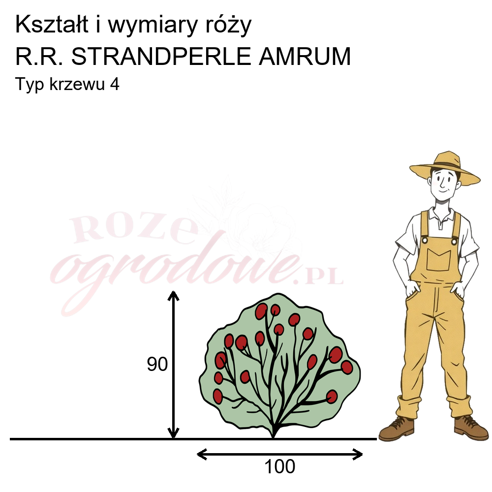 pokrój róży strandperle ameum