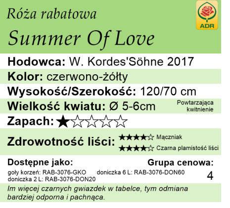 Cechy róży rabatowej Summer of Love