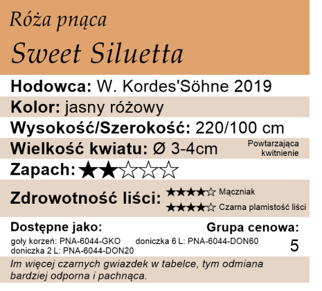 Cechy róży pnącej Sweet Siluetta