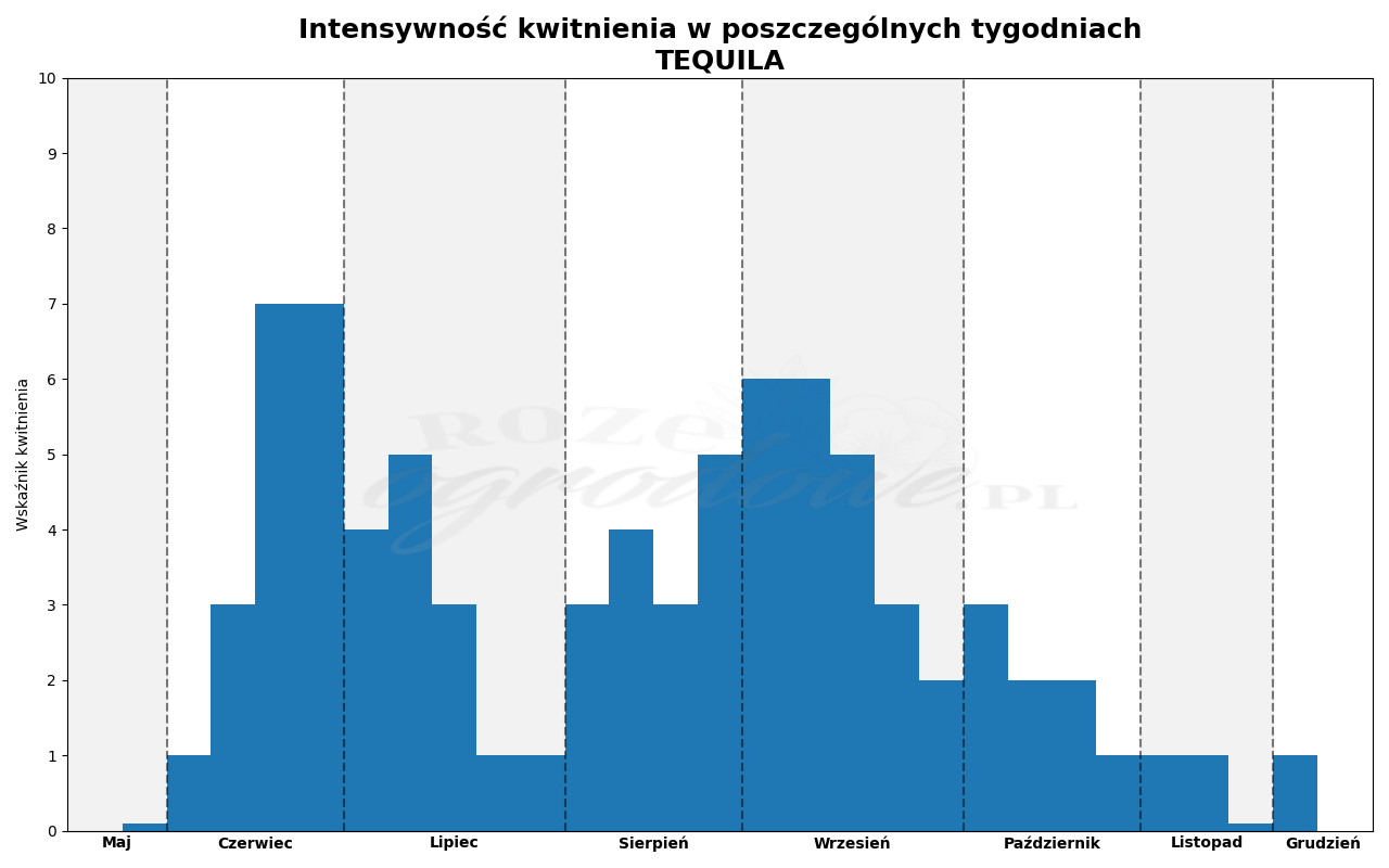 Wykres kwitnienia zrobiony na podstawie obserwacji 3-letnich krzewów w sezonie 2025 w Więckowicach w gminie Wojnicz.