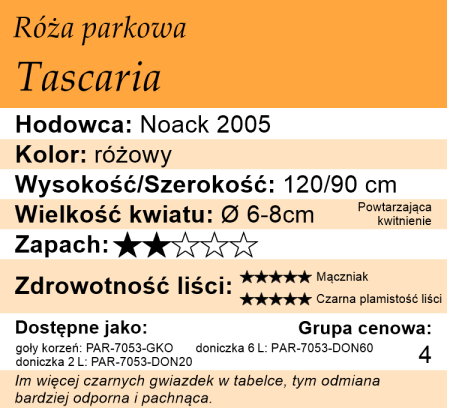 cechy róży tascaria