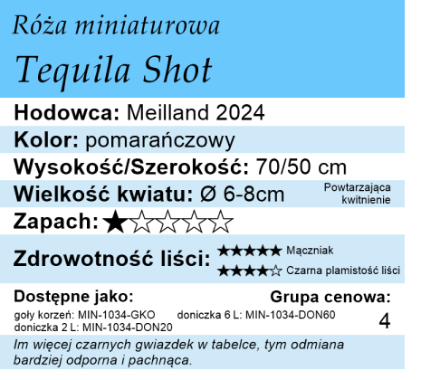 Cechy róży miniaturowej Tequila Shot