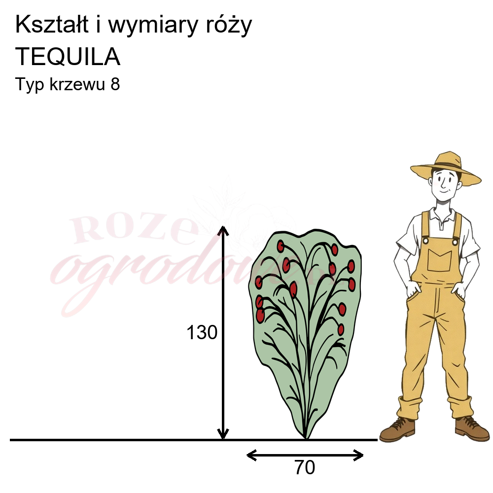 pokrój róży rabatowej Tequila