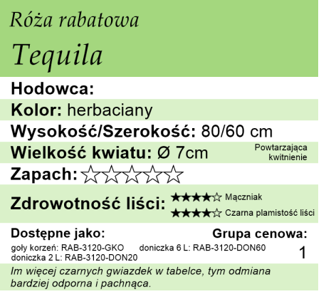 cechy róży Tequila