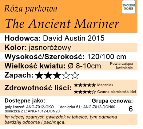 Cechy róży parkowej The Ancient Mariner