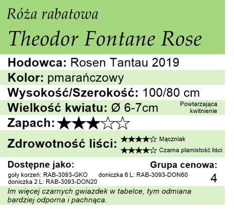 Cechy róży rabatowej Theodor Fontane Rose