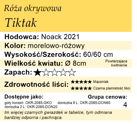 Cechy róży okrywowej Tiktak