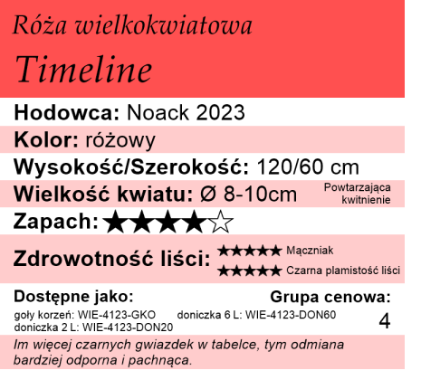 Cechy róży wielkokwiatowej Timeline