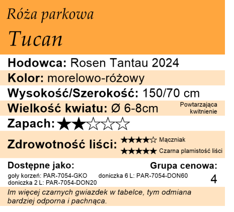 cechy róży parkowej Tucan