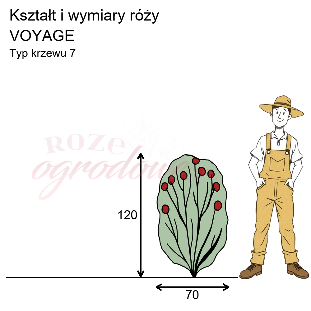pokrój róży Voyage