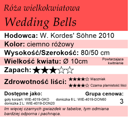 cechy róży Wedding Bells
