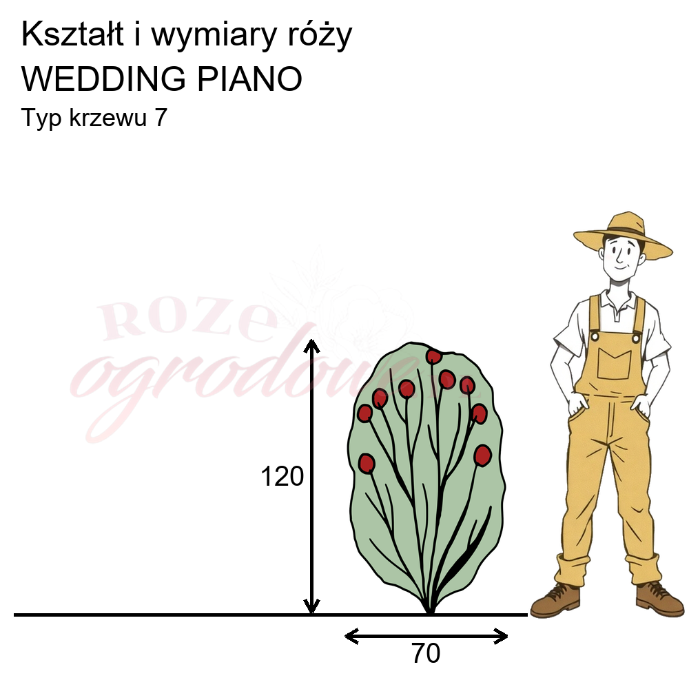 pokrój róży Wedding Piano