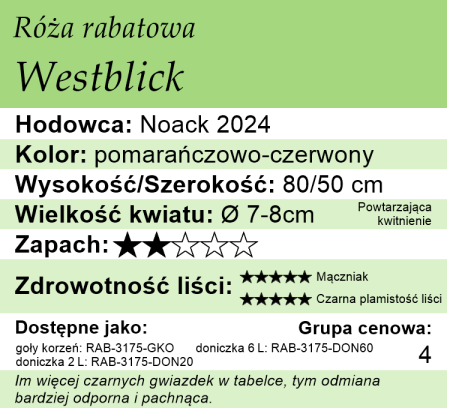 Cechy róży rabatowej Westblick