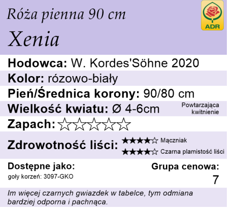 cechy róży piennej Xenia