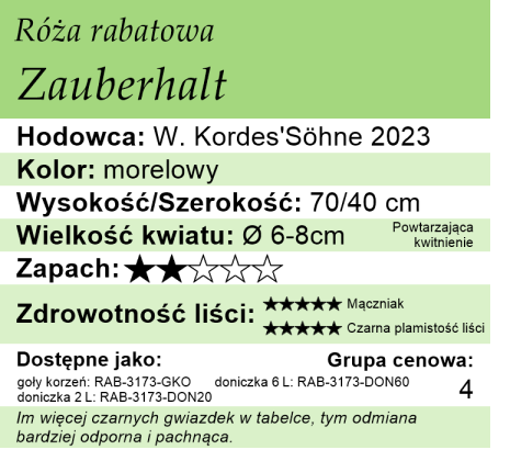 cechy róży rabatowej zauberhalt