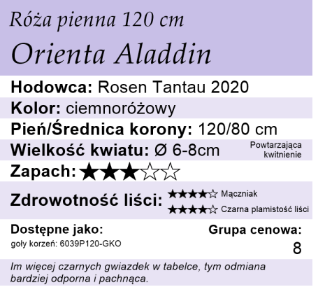 cechy róży pnącej Orienta Aladdin