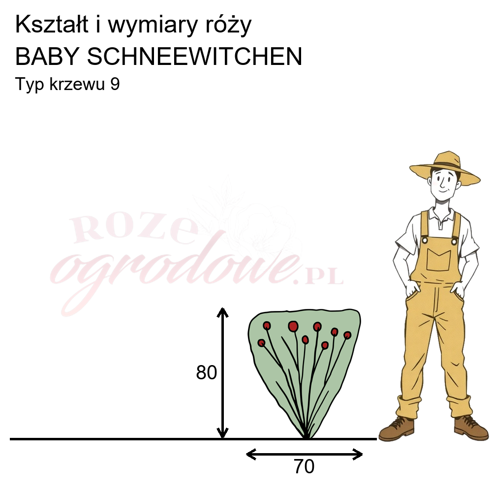 pokrój róży rabatowej Baby Schneewittchen