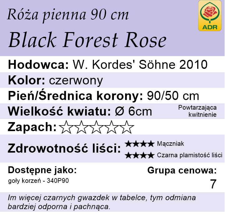 cechy róży rabatowej Black Forest