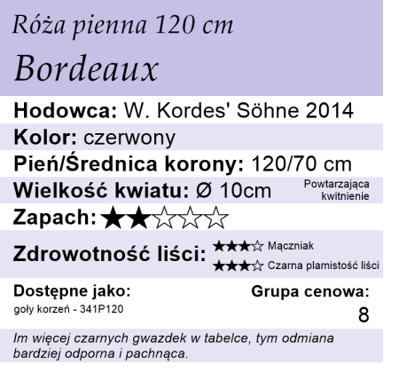 cechy róży piennej Bordeaux