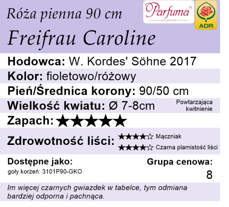 cechy róży piennej Freifrau Caroline