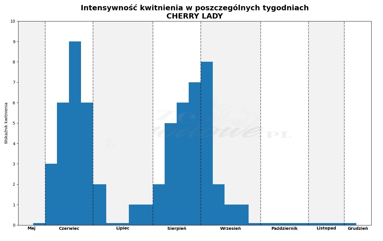 Wykres kwitnienia zrobiony na podstawie obserwacji 3-letnich krzewów w sezonie 2025 w Więckowicach w gminie Wojnicz.