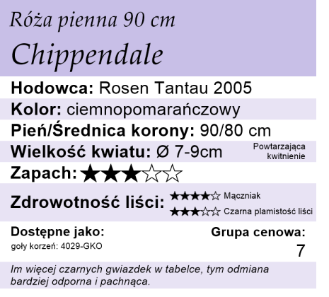 cechy róży piennej Chippendale