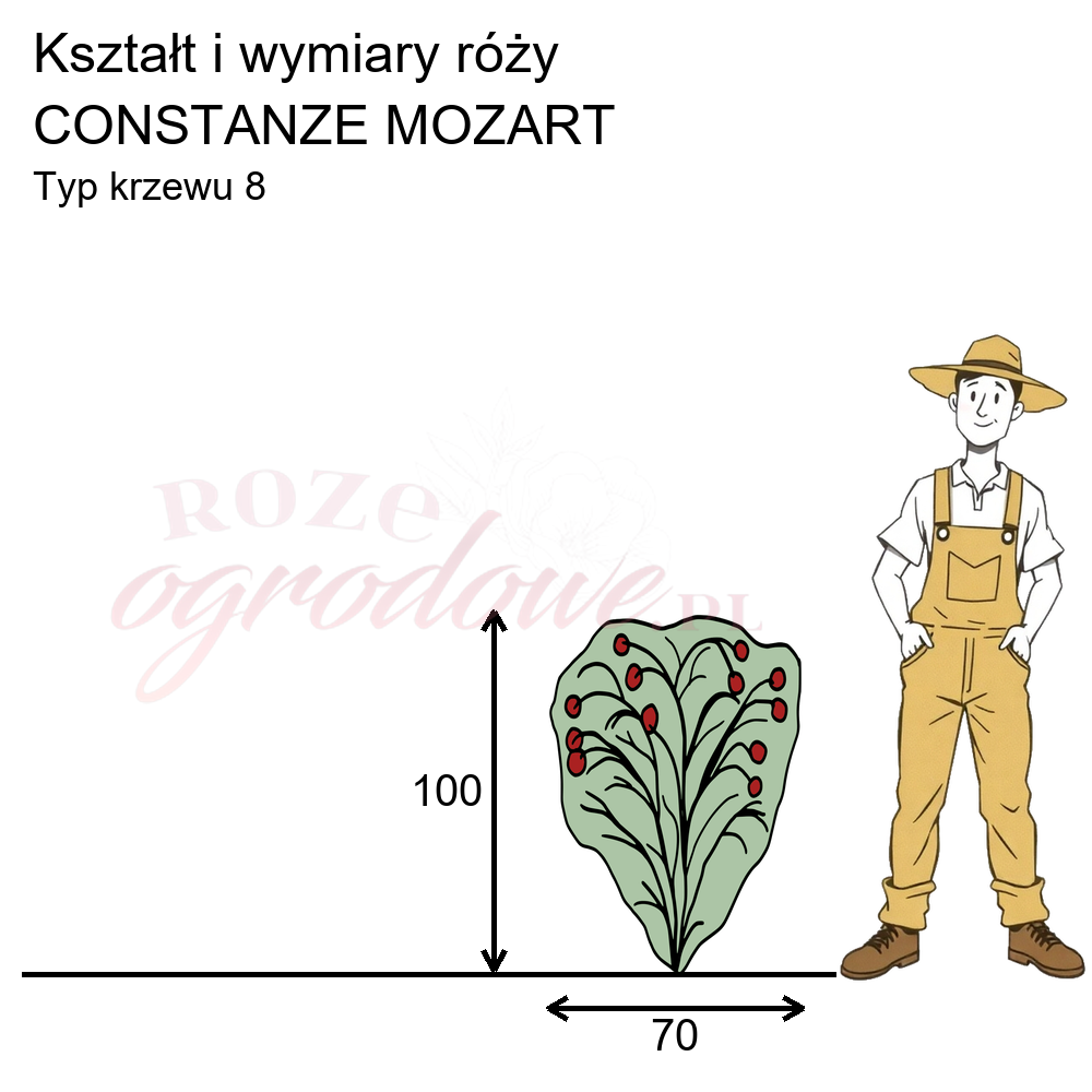 cechy róży rabatowej Constanze Mozart