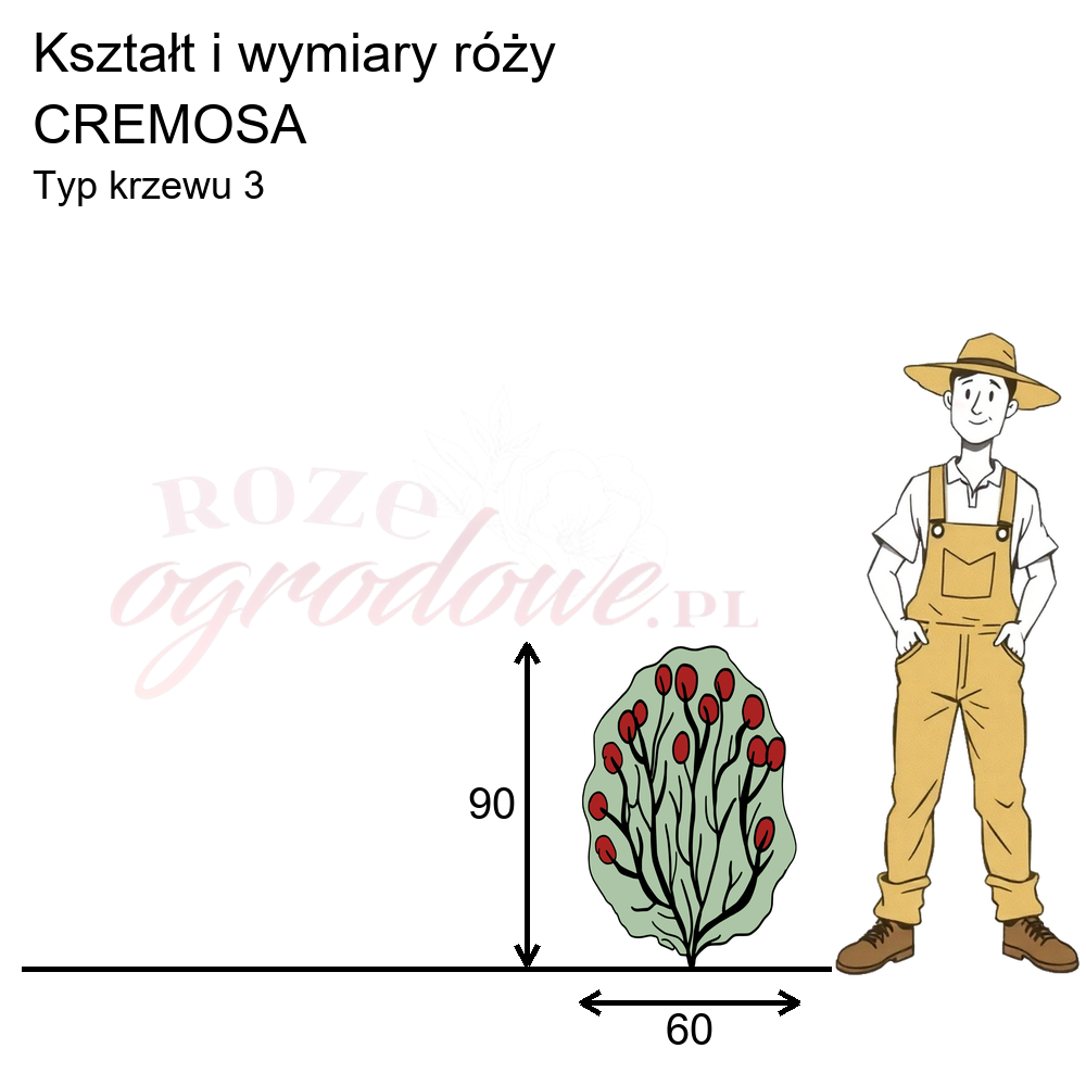 pokrój róży rabatowej Cremosa