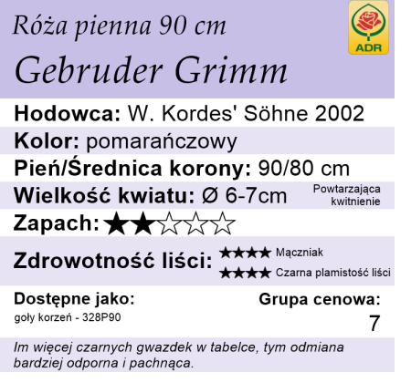 cechy róży piennej Gebruder Grimm
