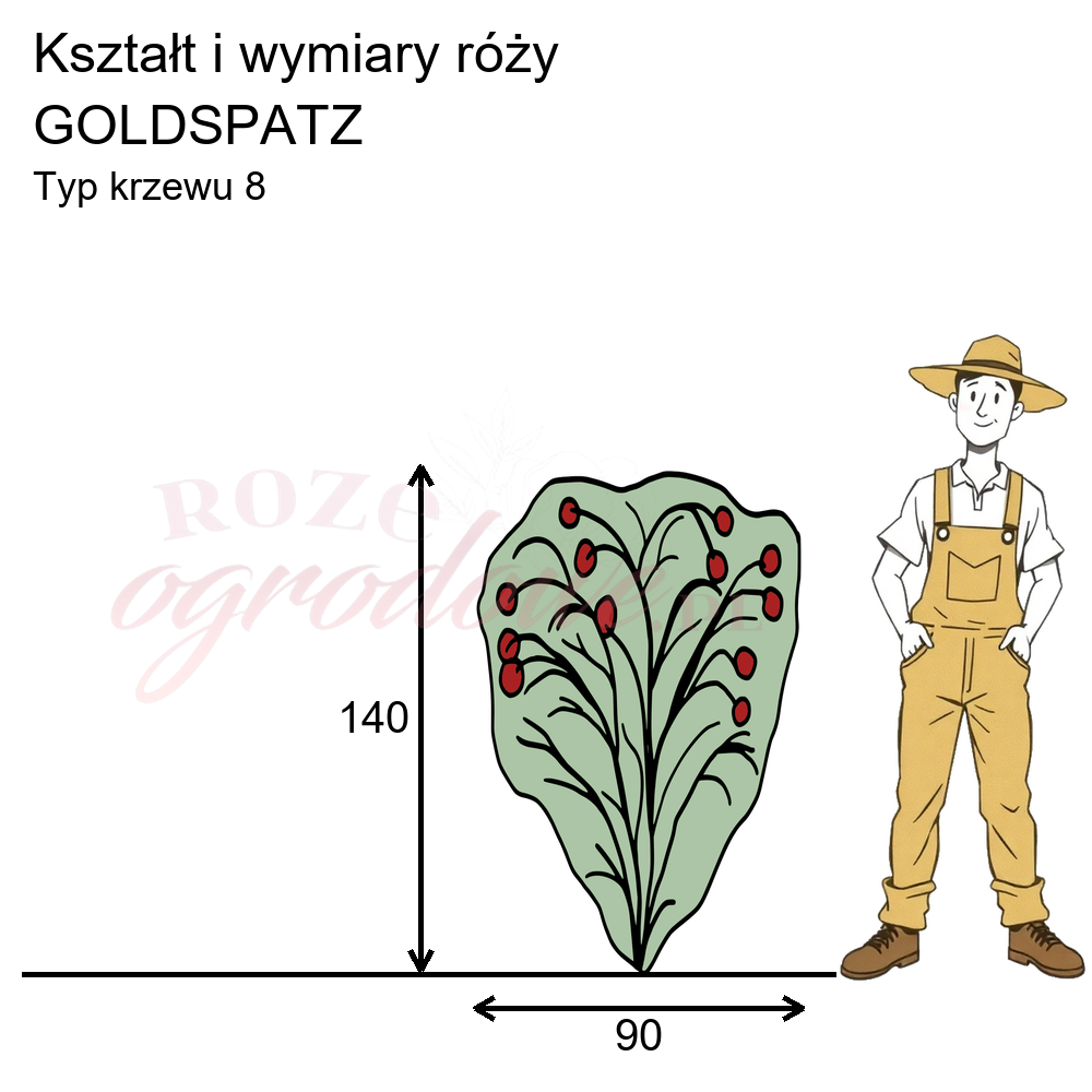 Pokrój róży parkowej Goldspatz