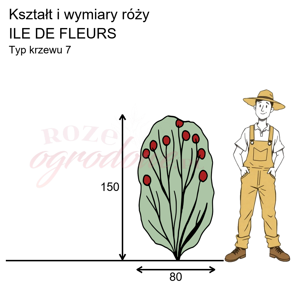Cechy róży parkowej Ile de Fleurs