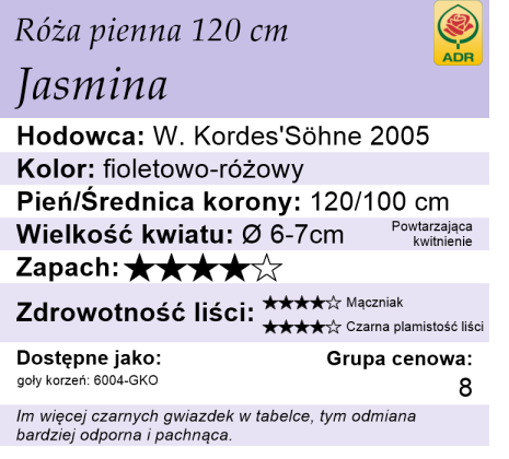 Jasmina pienna 120cm