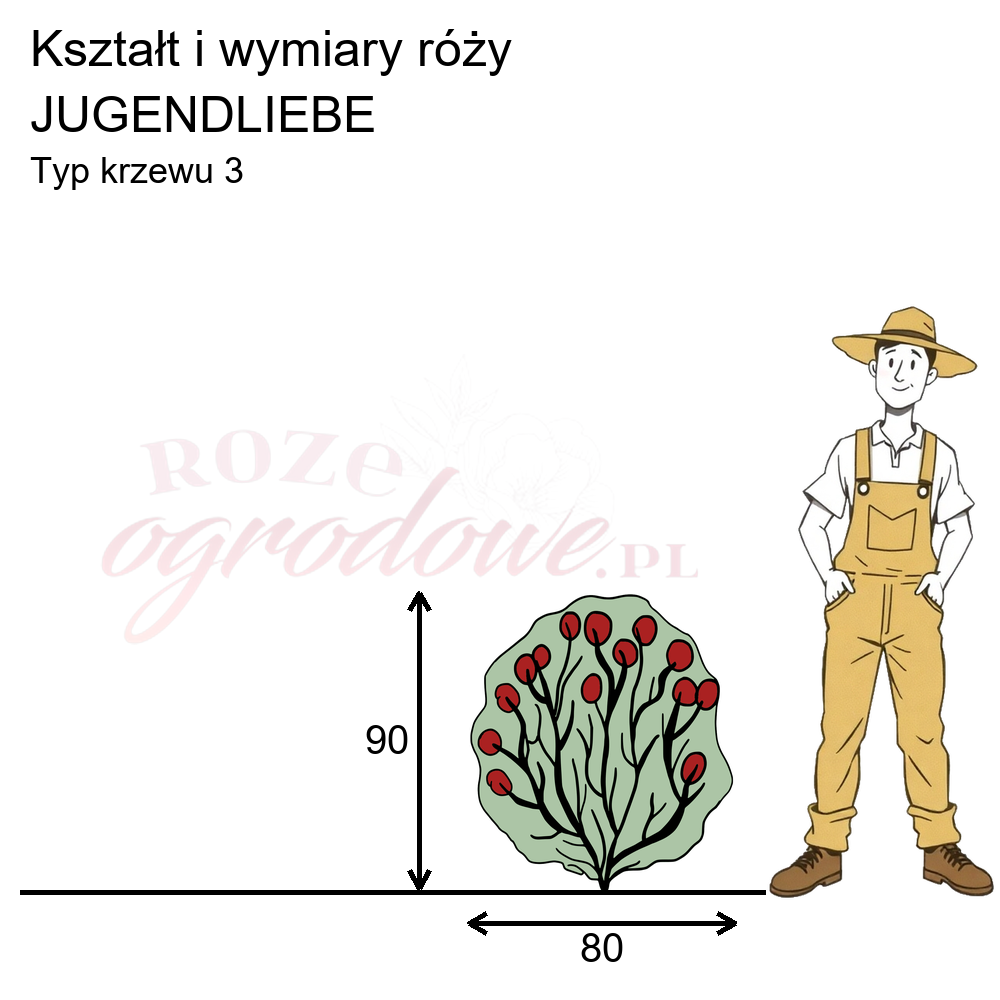 pokrój róży rabatowej Jugendliebe