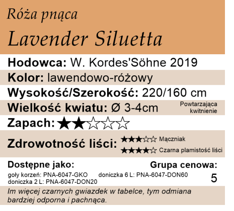 Rysunek przedstawia wymiary i pokrój róży Lavender Siluetta na podstawie obserwacji 3-letnich krzewów w sezonie 2025 w Więckowicach w gminie Wojnicz.