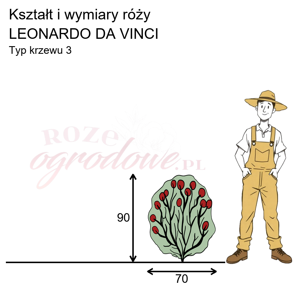 pokrój róży rabatowej Leonardo da Vinci