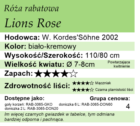 cechy róży rabatowej Lions Rose