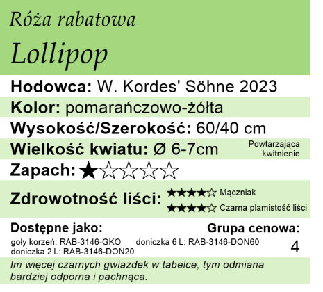 cechy róży rabatowej Lollipop
