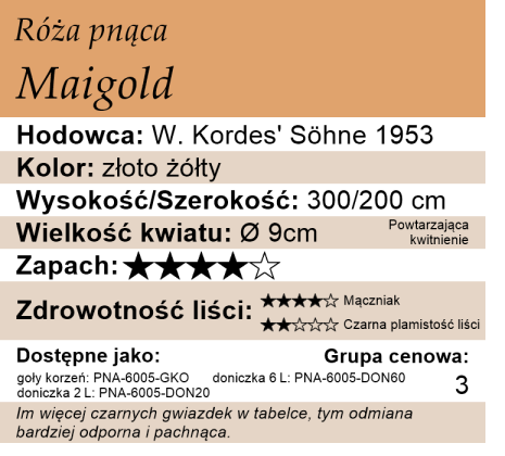 cechy róży Maigold