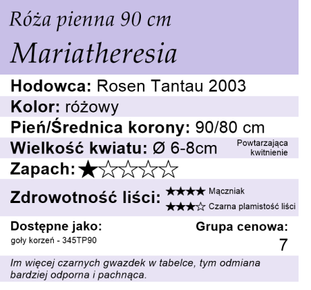 cechy róży piennej Mariatheresia
