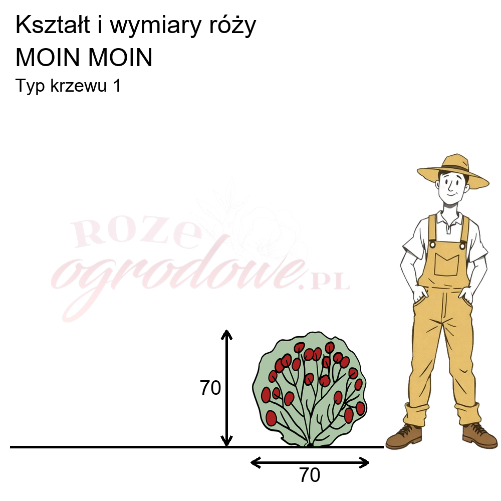 pokrój róży rabatowej Moin Moin