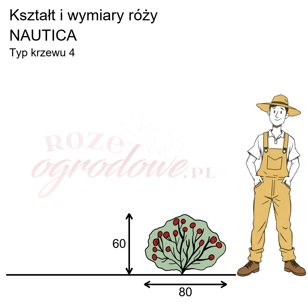 pokrój róży rabatowej Nautica