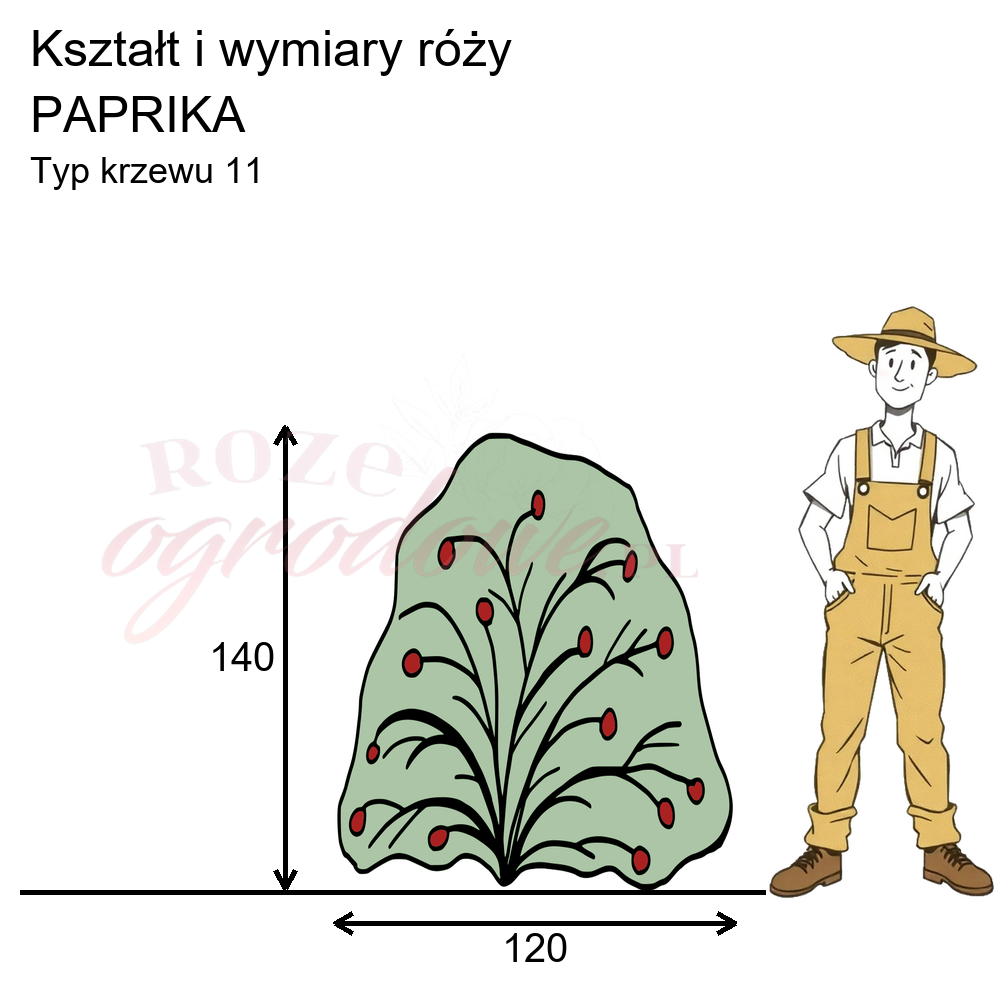 cechy róży parkowej Paprika