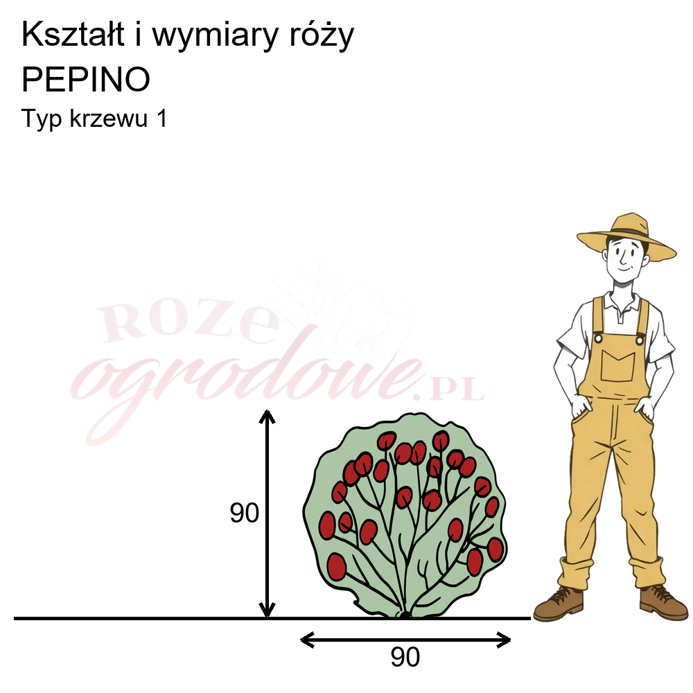 pokrój róży rabatowej Pepino