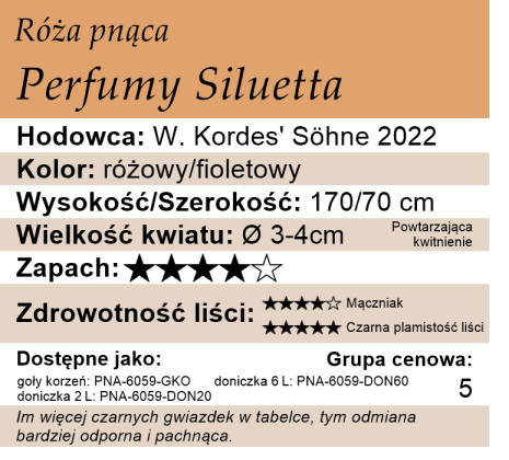 cechy róży pnącej Perfumy SIluetta