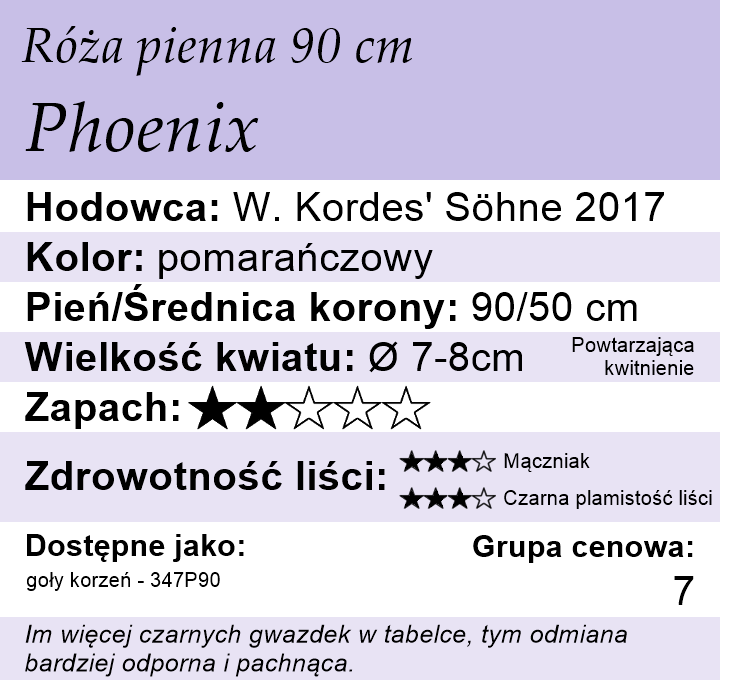 cechy róży piennej Phoenix