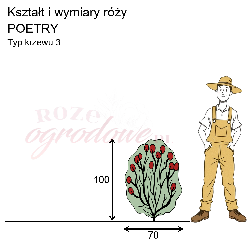 pokrój róży rabatowej Poetry