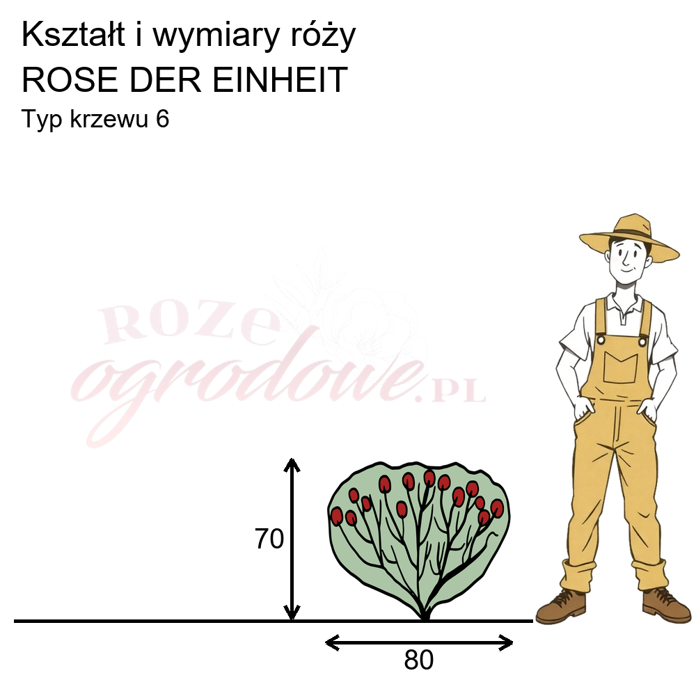 pokrój róży rabatowej Rose der Einheit